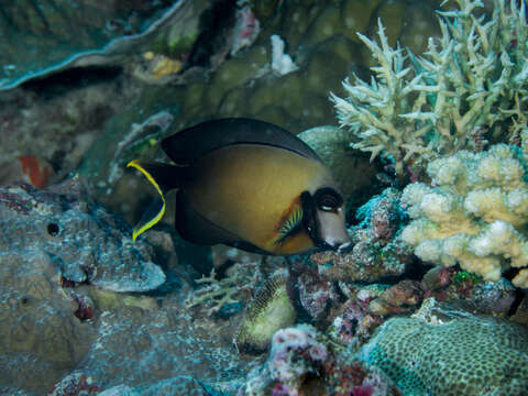 Image of Chocolate Surgeonfish