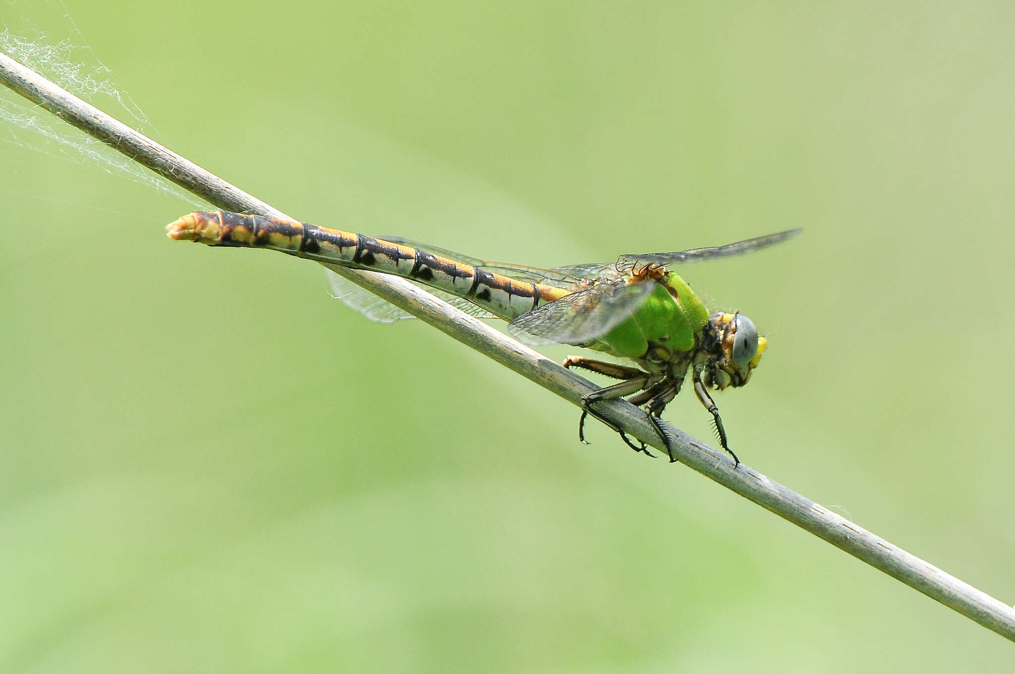 صورة Ophiogomphus westfalli Cook & Daigle 1985