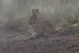 Image of Andean tapeti