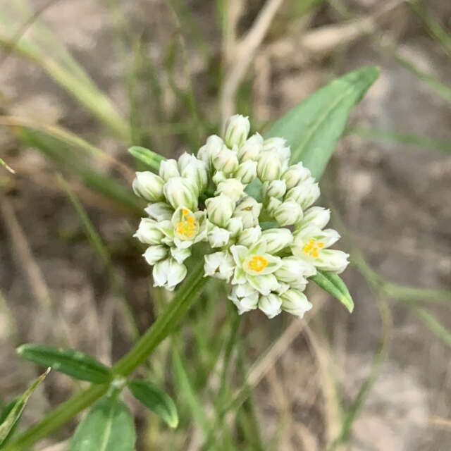 Image of Limeum sulcatum (Klotzsch) Hutch.