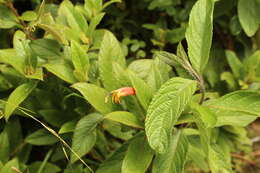 Image of Centropogon ferrugineus (L. fil.) Gleason