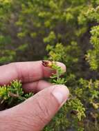 Слика од Aspalathus fusca Thunb.