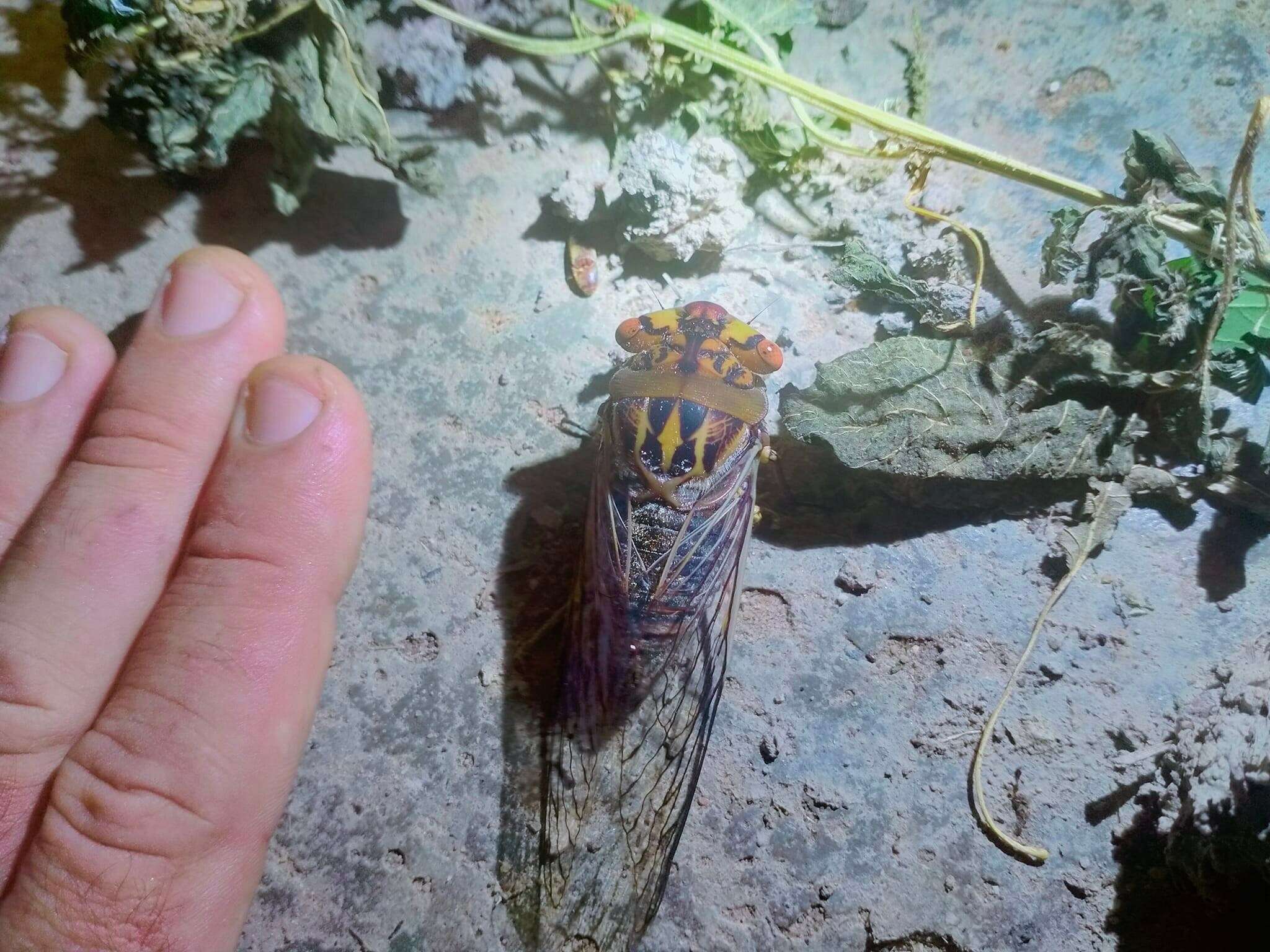 Image of Macrotristria godingi Distant 1907