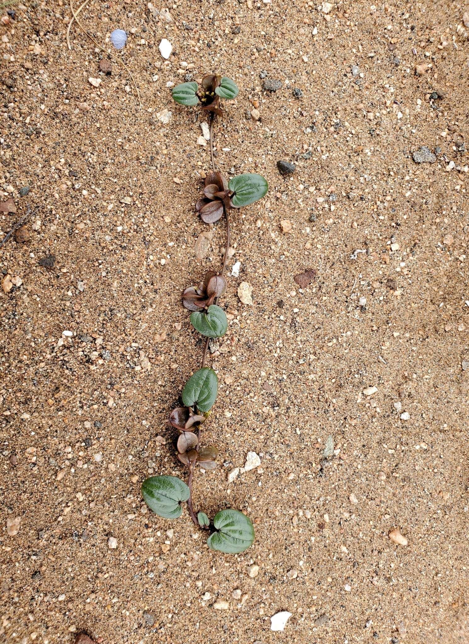 Image of Dioscorea fastigiata Gay