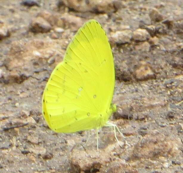 Слика од <i>Eurema <i>floricola</i></i> floricola