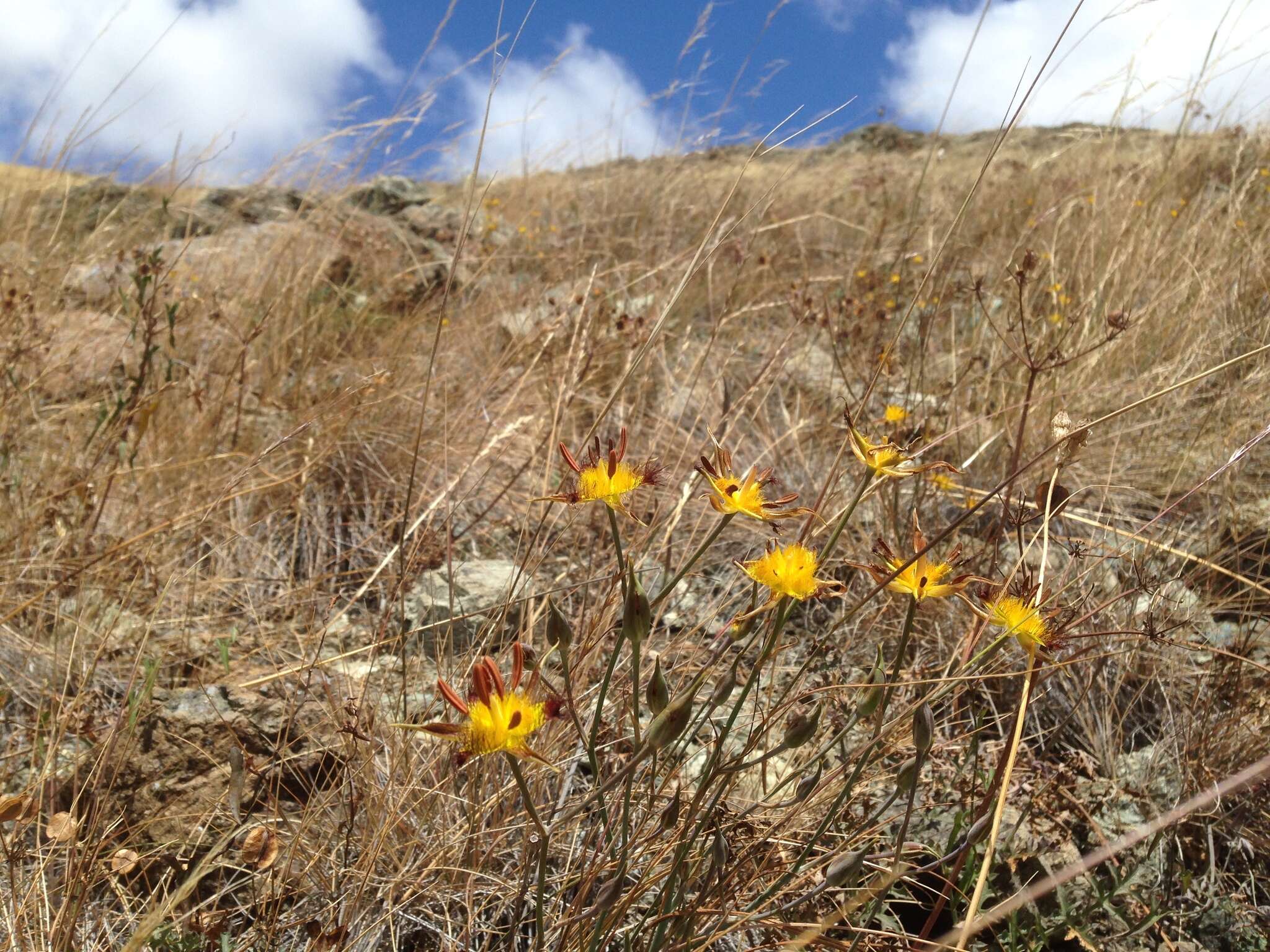 Image of San Luis mariposa lily