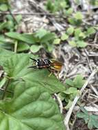 Imagem de Philanthus triangulum diadema (Fabricius 1781)