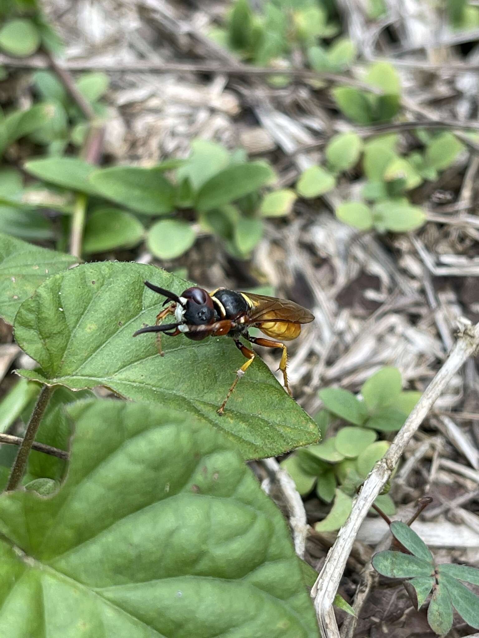 Philanthus triangulum diadema (Fabricius 1781)的圖片