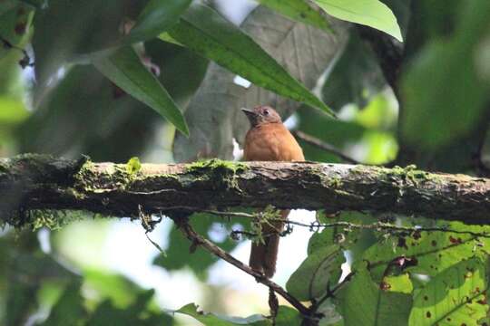 Image of Fraser's Rufous Thrush