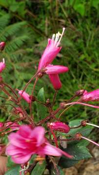 Image of Bejaria zamorae S. E. Clemants