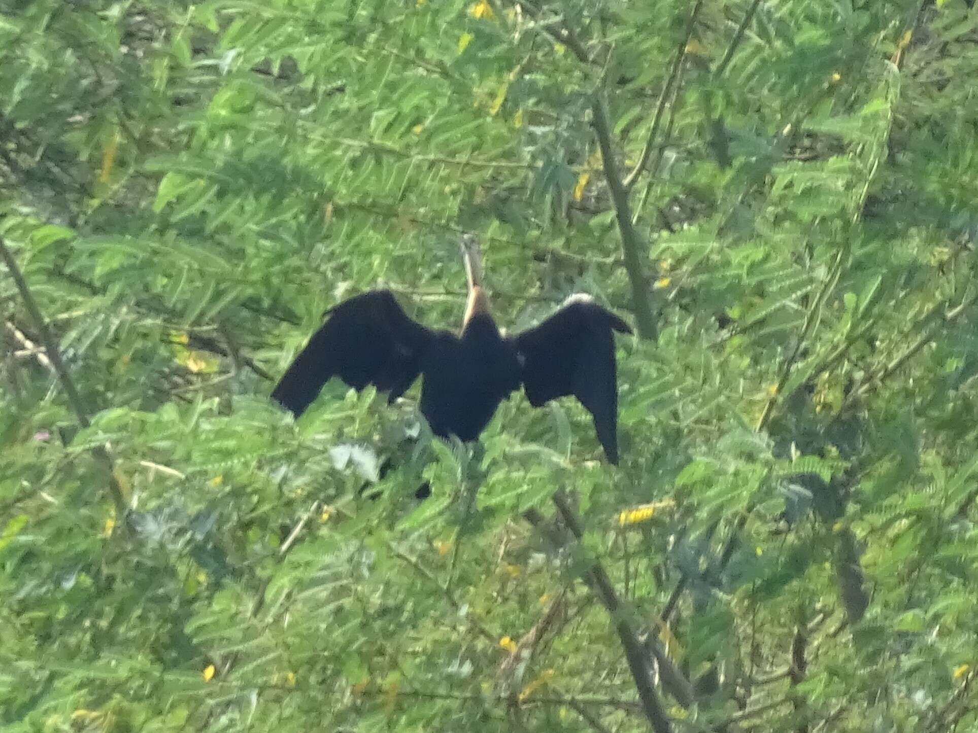 Image of African Darter