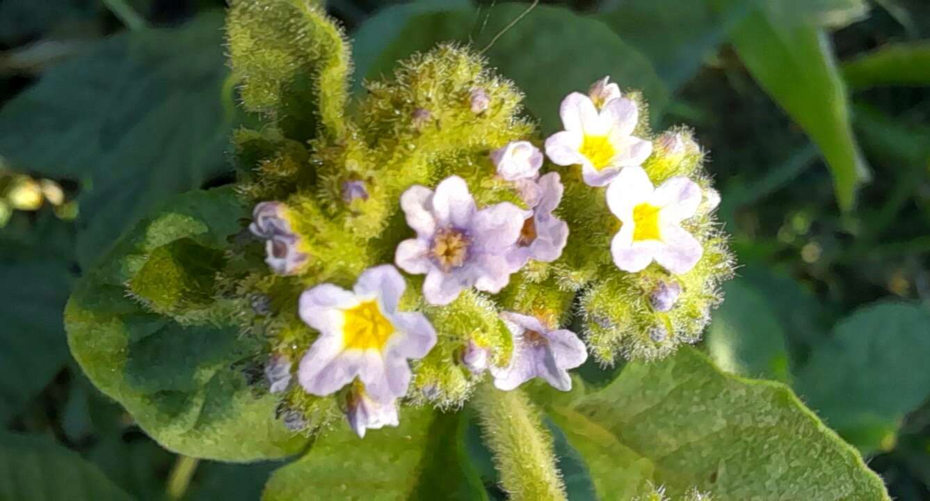 Sivun Heliotropium leiocarpum Morong kuva