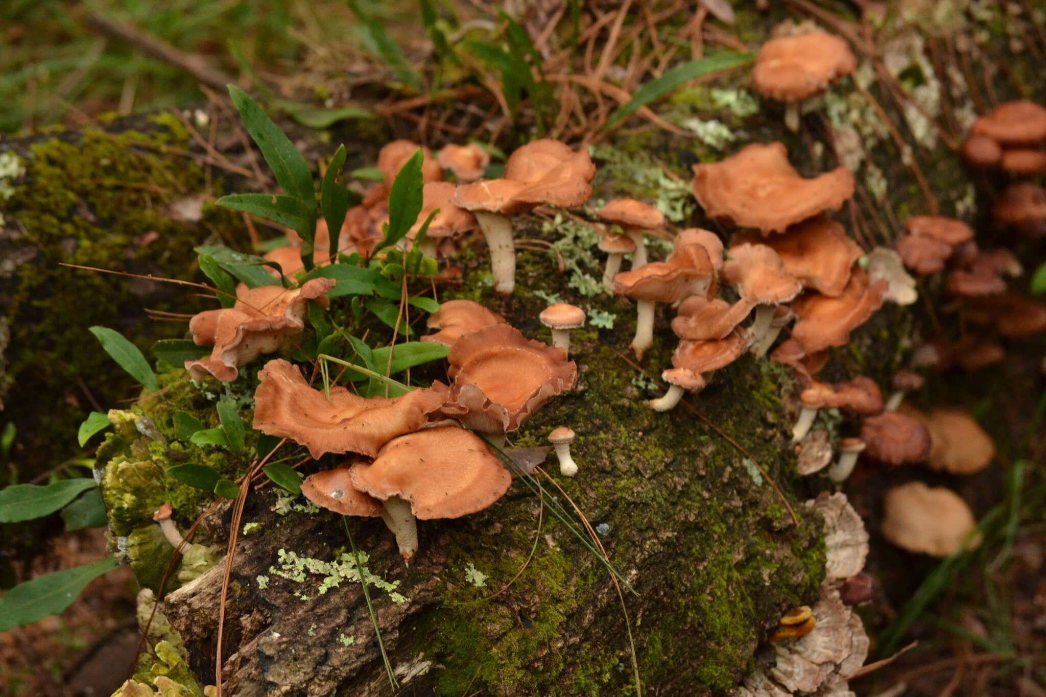 Plancia ëd Lentinula boryana (Berk. & Mont.) Pegler 1976