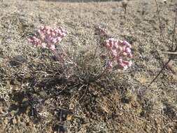 Image de Asclepias rosea Kunth