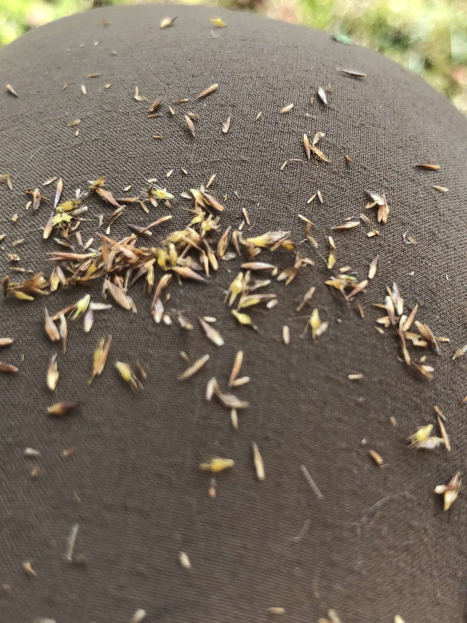 Image of Loose-Head Beak Sedge