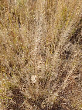 Image of Cross grass