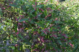 Imagem de Muehlenbeckia sagittifolia (Ortega) Meisn.