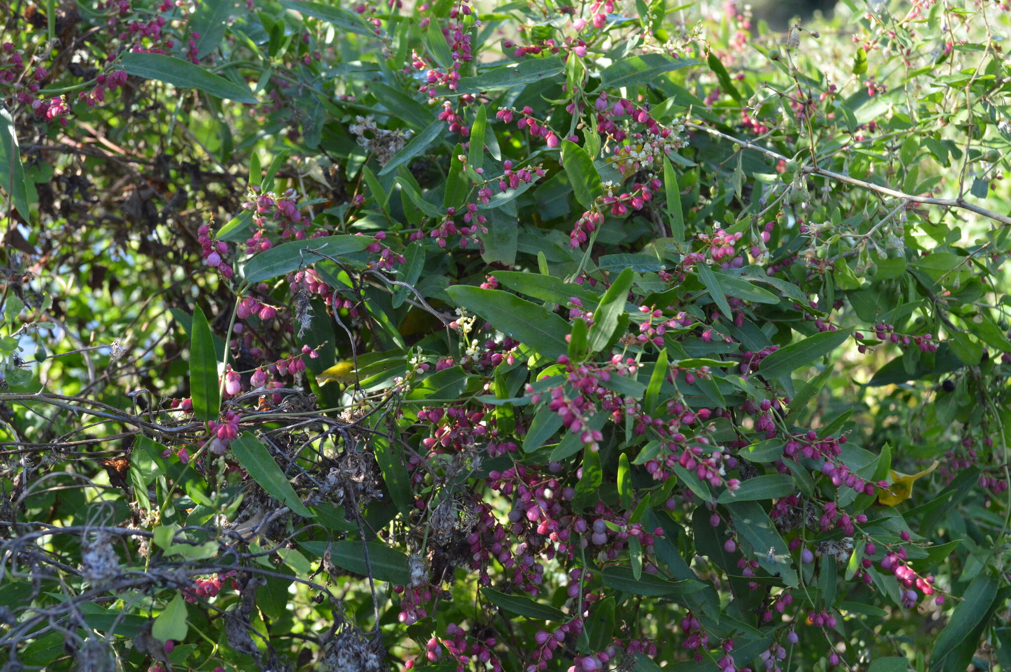 Imagem de Muehlenbeckia sagittifolia (Ortega) Meisn.