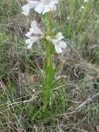 Image of Guadalupe beardtongue