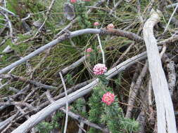 Image of Pink Blombush