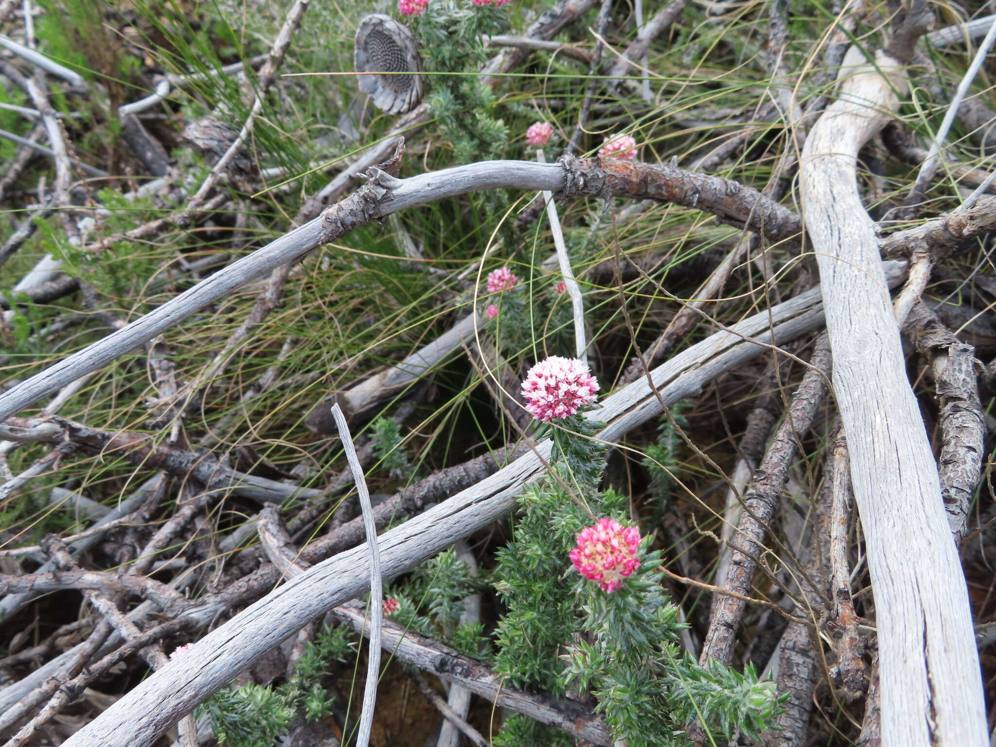 Image of Pink Blombush