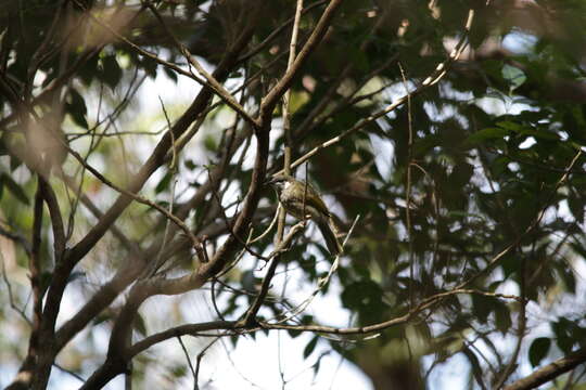 Image of Meliphaga lewinii lewinii (Swainson 1837)