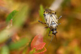 Image of Deraeocoris annulipes (Herrich-Schaeffer 1842)