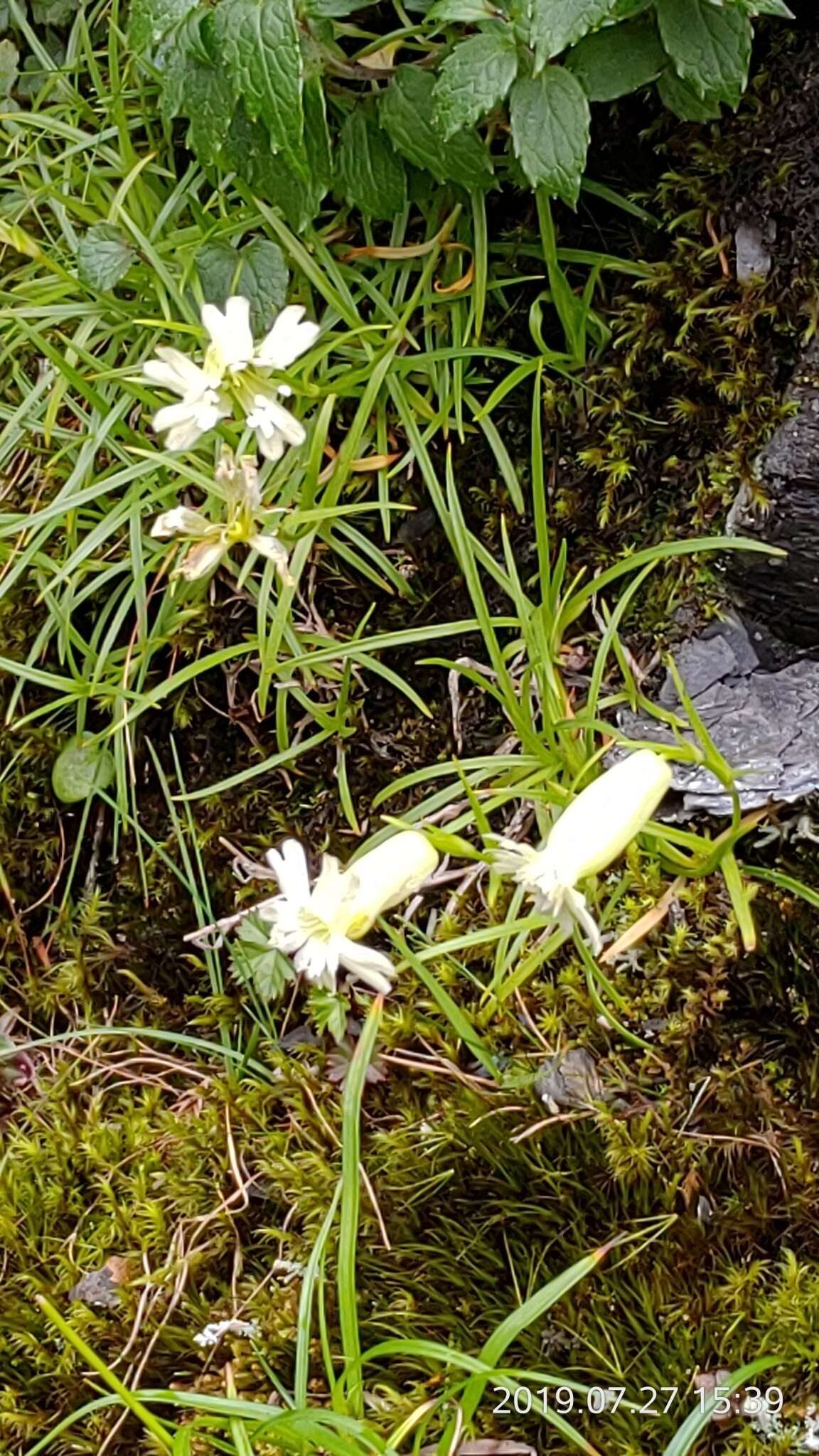 Image of Silene morrisonmontana var. glabella (Ohwi) Ohwi & Ohashi