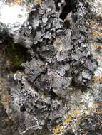 Image of Moulins' silverskin lichen