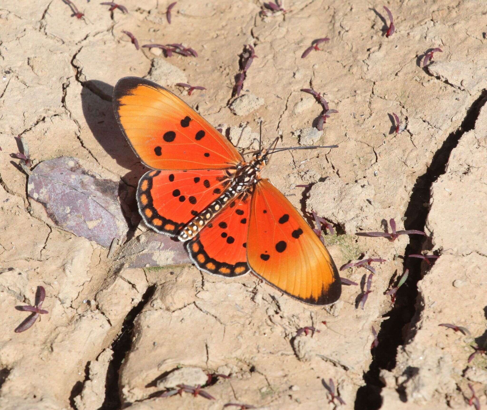 Image of Acraea acrita ambigua Trimen 1891