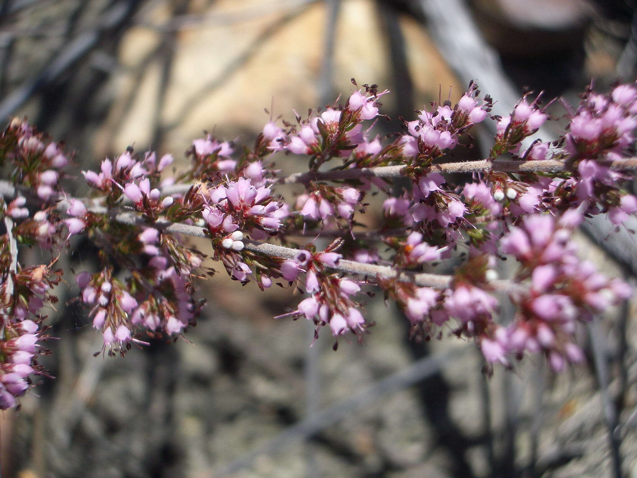 Plancia ëd Erica anguliger (N. E. Br.) E. G. H. Oliver