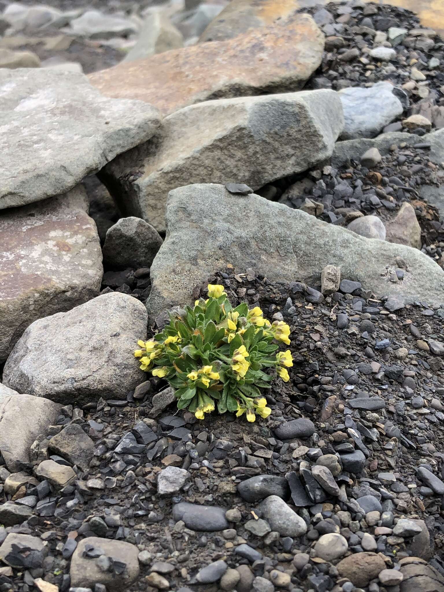 Image of alpine draba