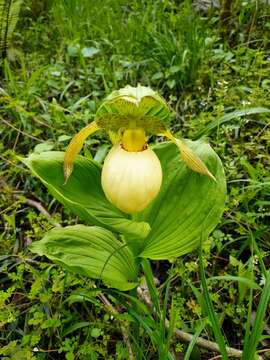 Image of Cypripedium fasciolatum Franch.