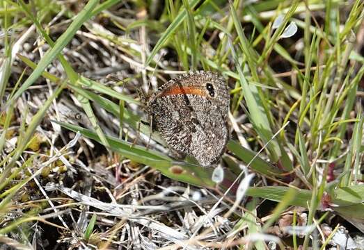 Image de Homoeonympha