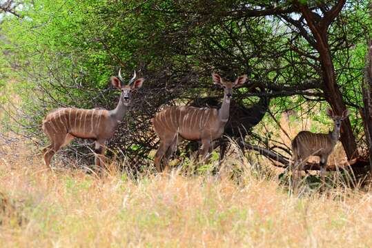 Image of Lesser Kudu