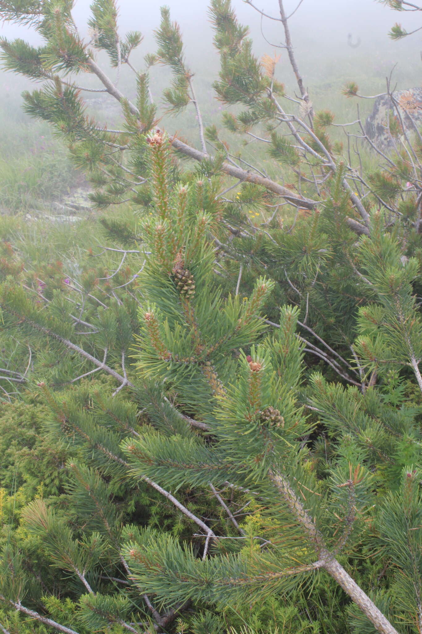 Image of Pinus sylvestris var. hamata Steven