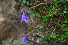 Image of Adenophora morrisonensis subsp. uehatae (Yamam.) Lammers