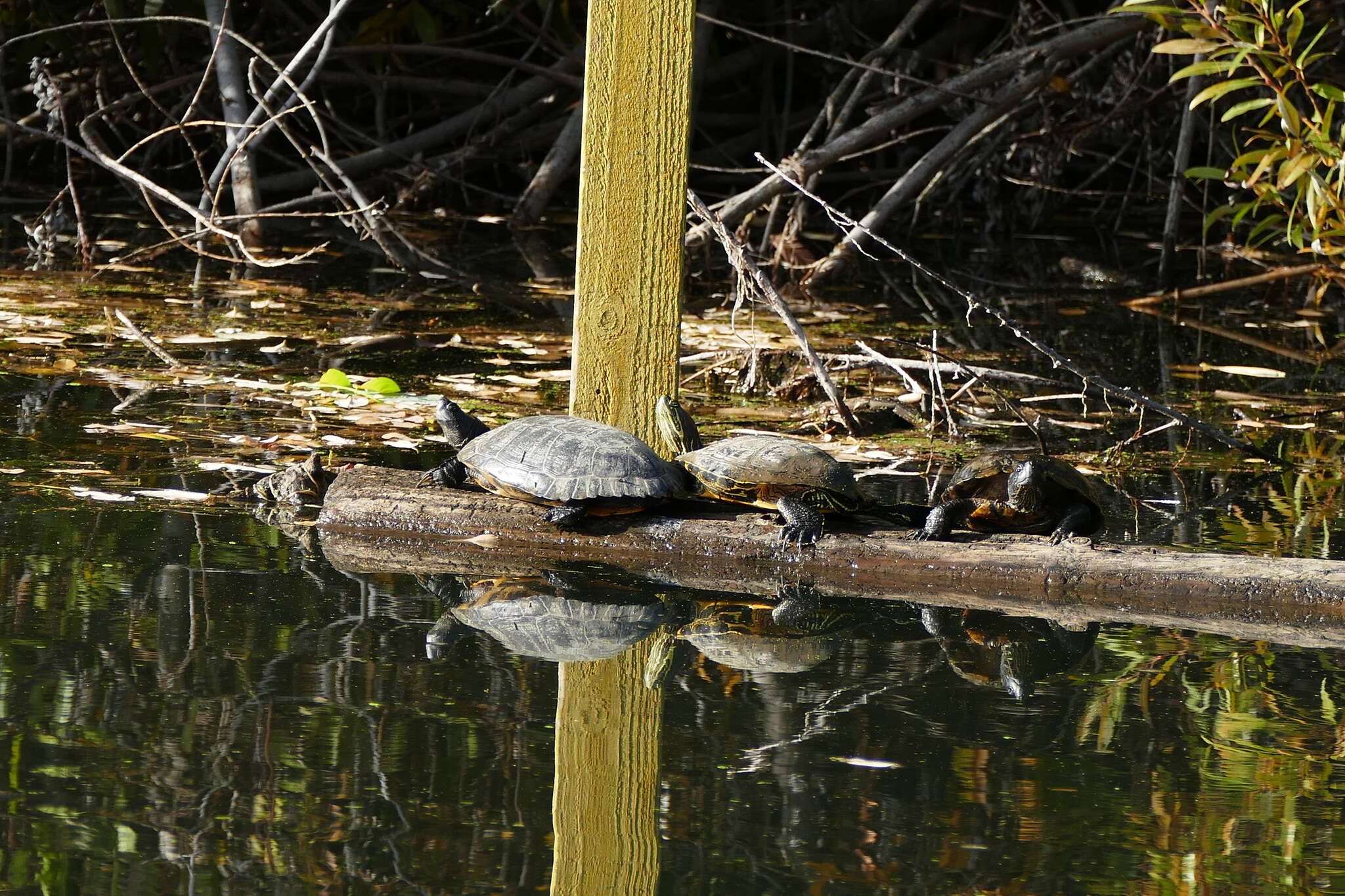 Image of slider turtle, red-eared terrapin, red-eared slider