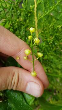 Image of Odontocarya tamoides (DC.) Miers