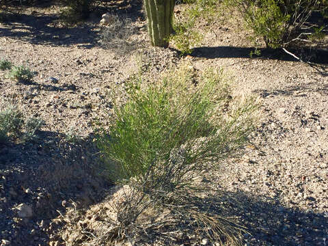 Image of desertbroom