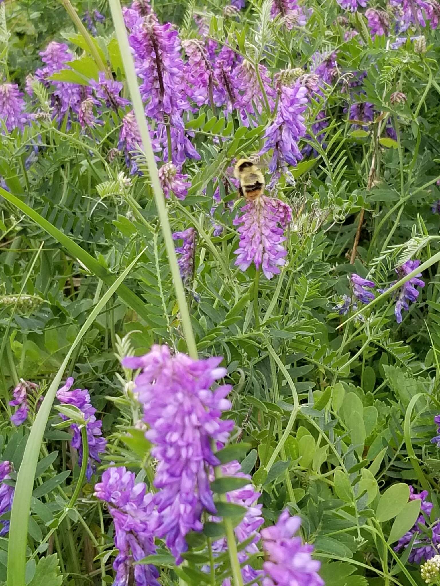 Image of Frigid Bumble Bee