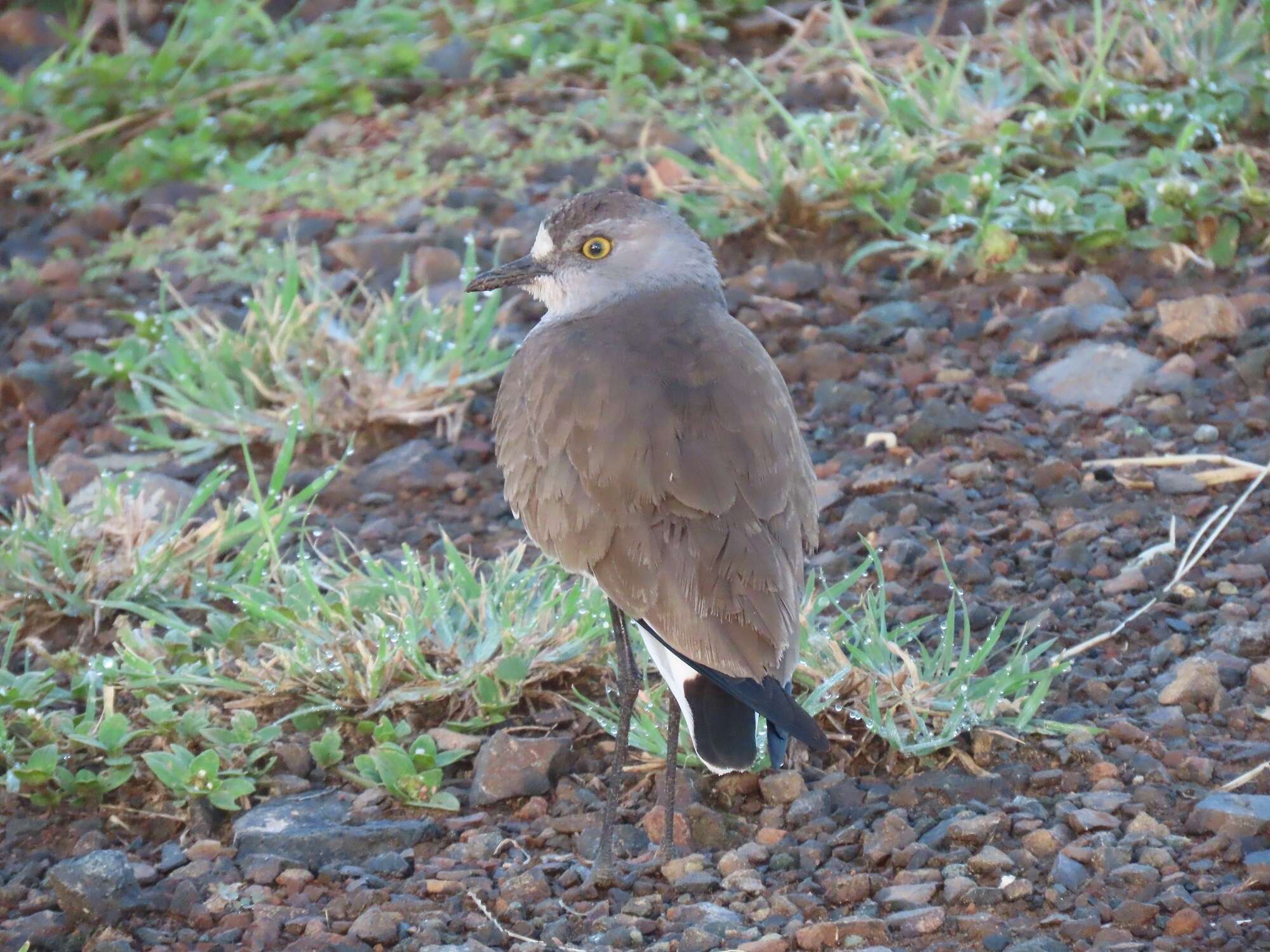 Image of Lesser Black-winged Plover