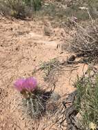 Plancia ëd Sclerocactus parviflorus Clover & Jotter