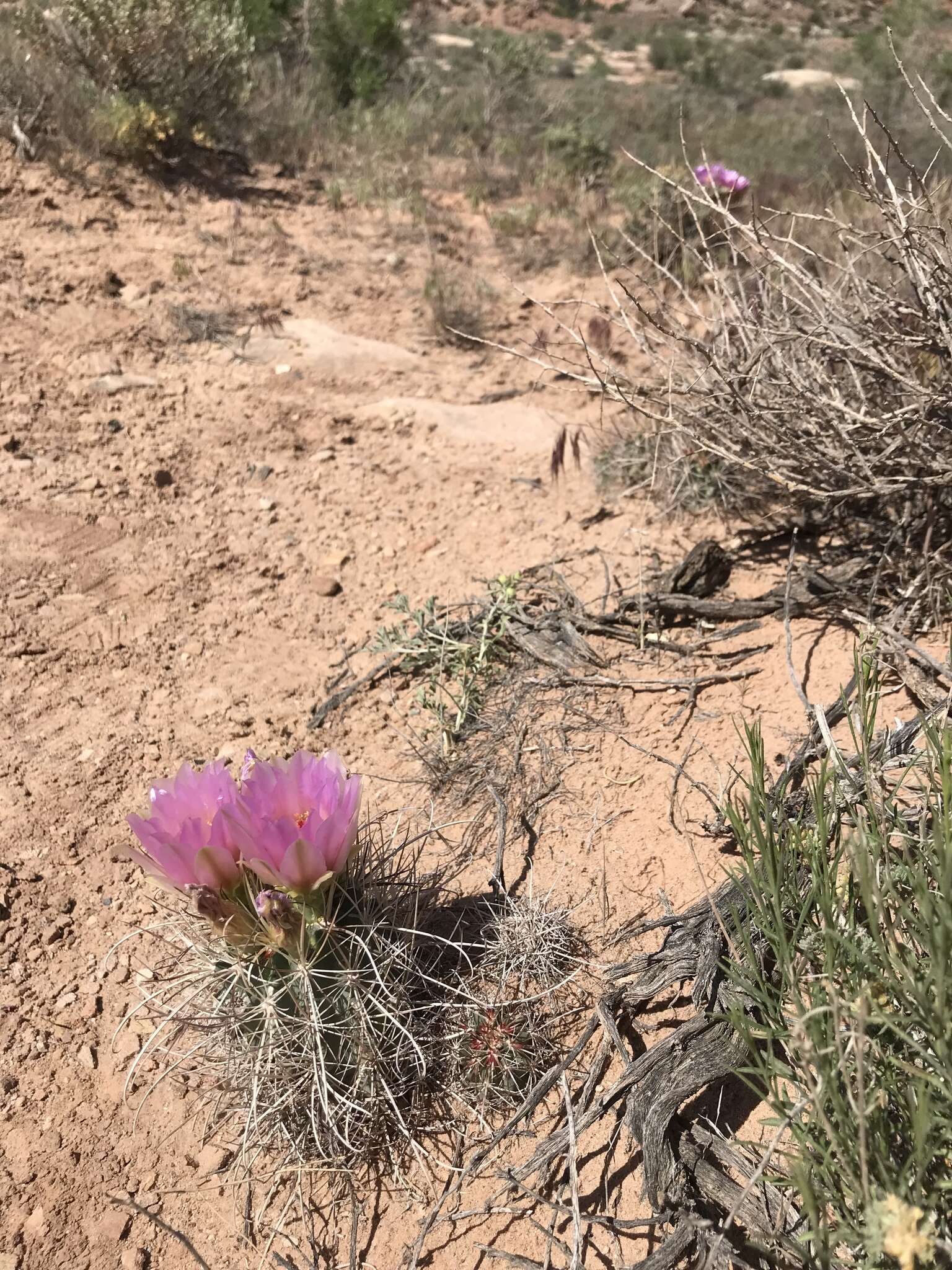 Plancia ëd Sclerocactus parviflorus Clover & Jotter