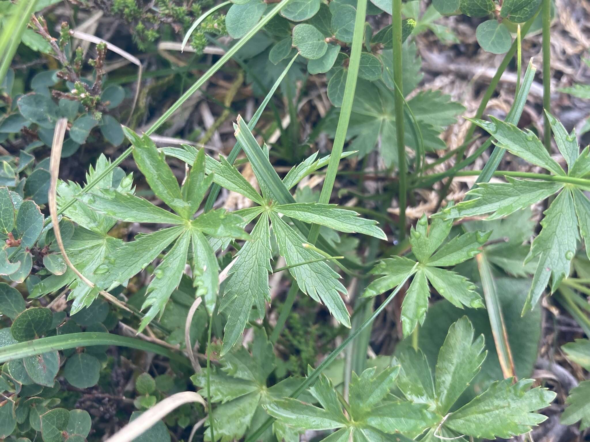 Imagem de Astrantia minor L.