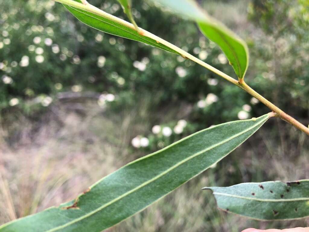 Image of Acacia neriifolia A. Cunn. ex Benth.