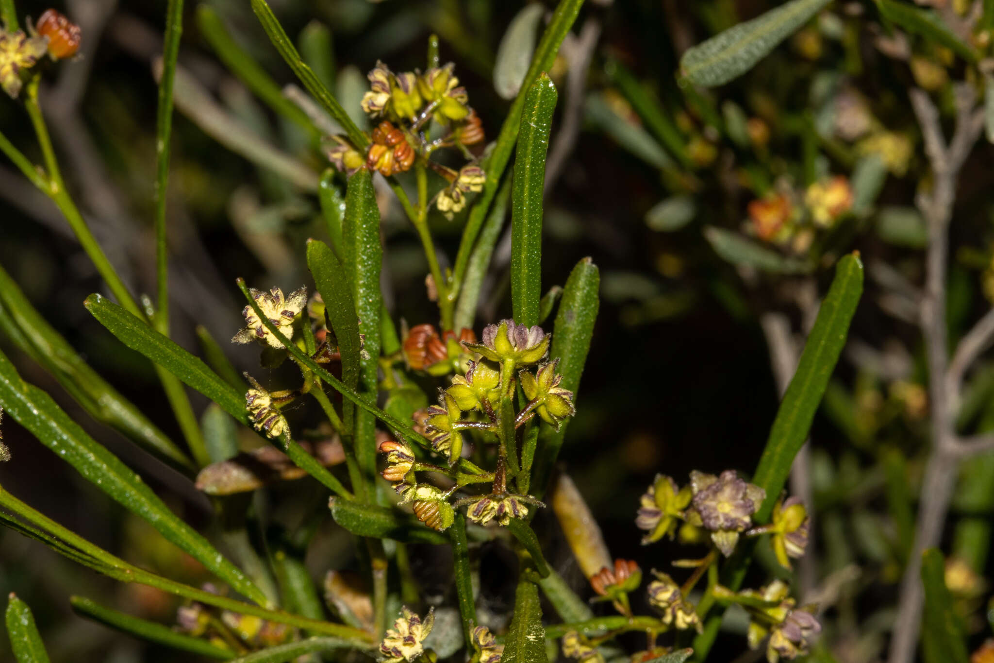 Image of narrow-leaf hopbush