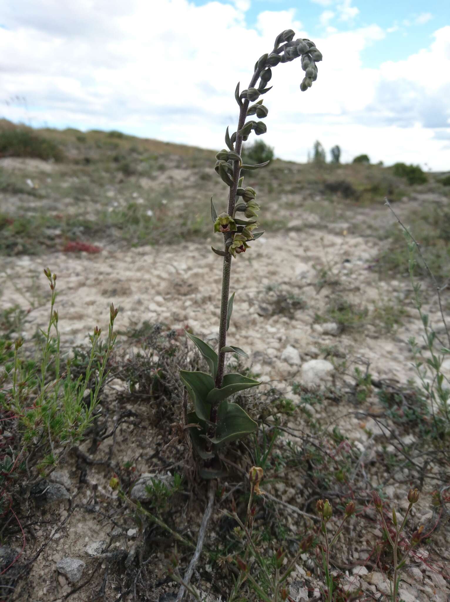 Imagem de Epipactis kleinii M. B. Crespo, M. R. Lowe & Piera