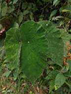 Image of Begonia pilgeriana Irmsch.