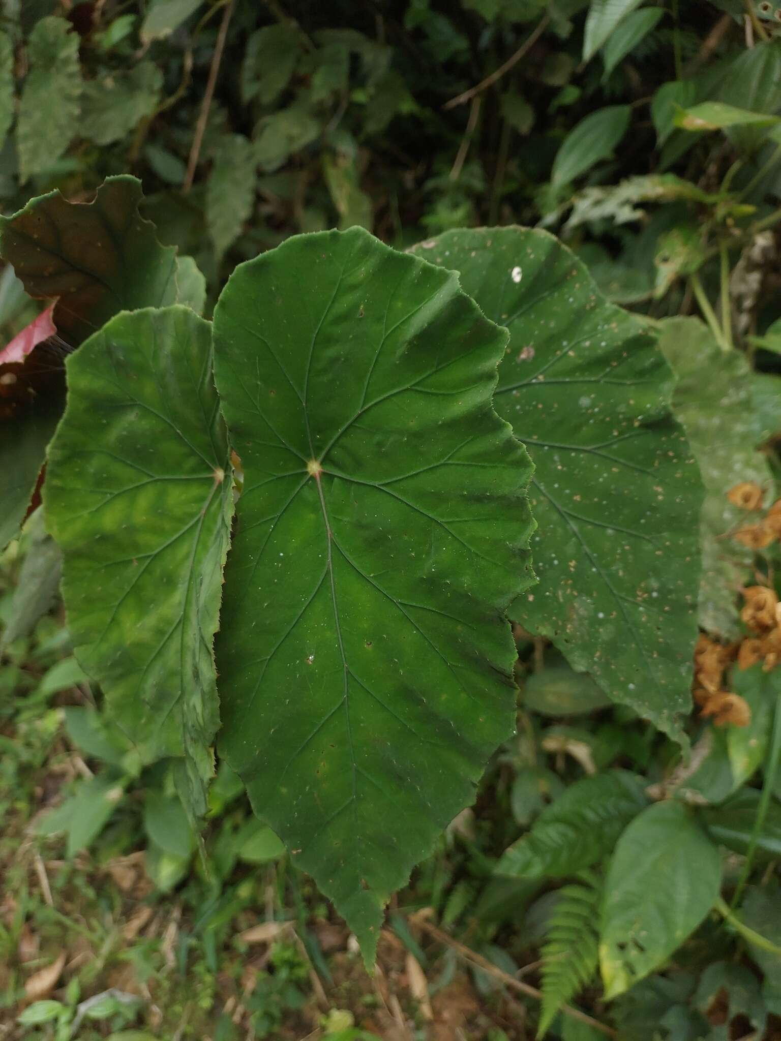 Image of Begonia pilgeriana Irmsch.